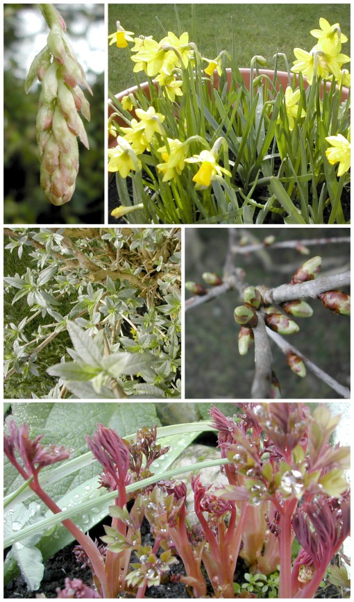 Springtime Garden Collage