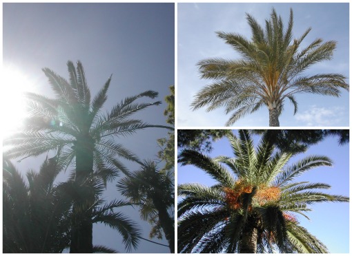 Palm Trees Collage